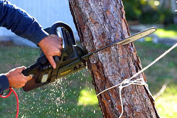 Trusted Marion, IA Tree Services Experts