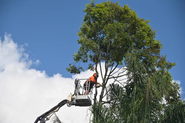 Best Fruit Tree Pruning  in Marion, IA