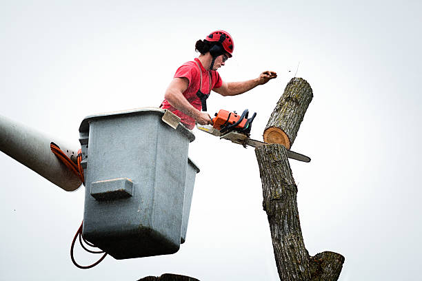 How Our Tree Care Process Works  in  Marion, IA