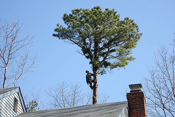 Best Tree and Shrub Care  in Marion, IA