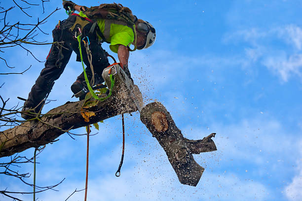 Best Tree Trimming and Pruning  in Marion, IA